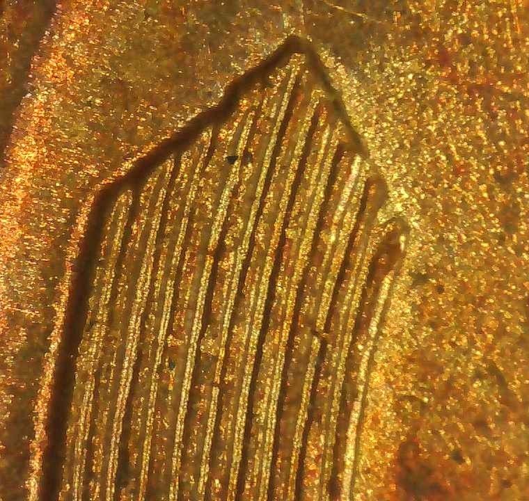 Need-Opinion-On-1958-Cent